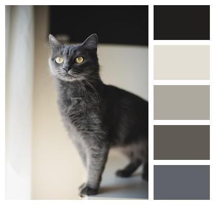 Nature Cat Grey Cat Image